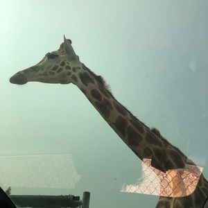 Meet your Posher, Klaudiya